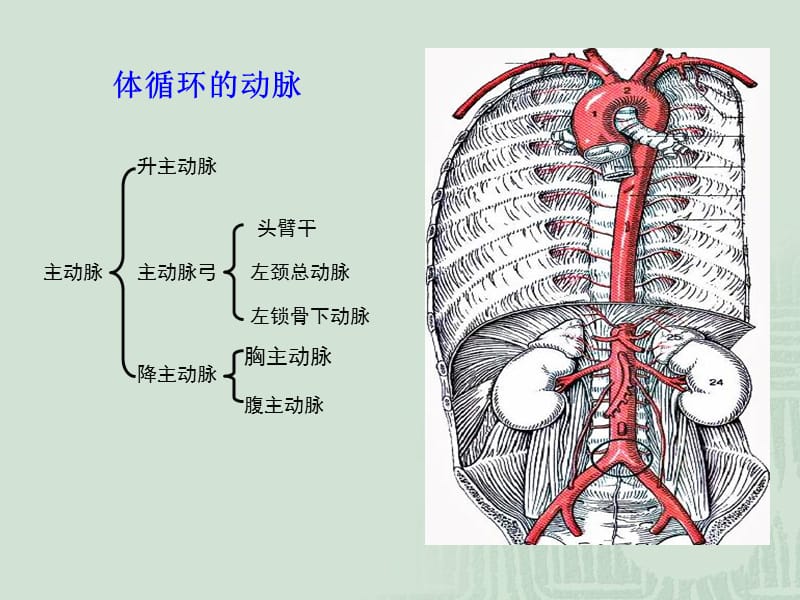 12动脉系解-PPT文档.ppt_第3页