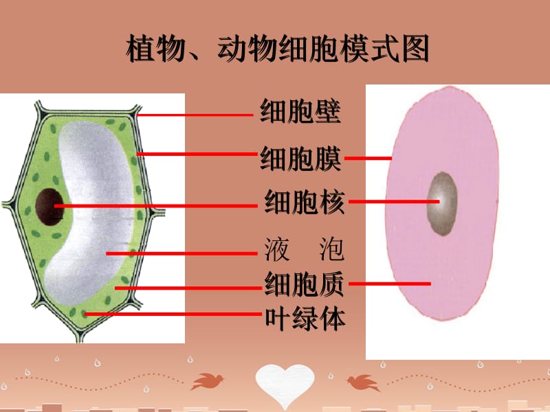 山东省滕州市柴里矿区学校2014-2015七年级生物上册 1.2.2 细胞分裂与分化优秀课件 （新版）济南版-精选文档.ppt_第1页