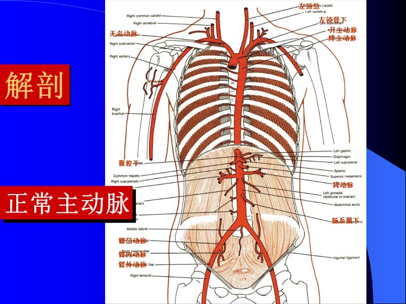 主动脉夹层的诊断和治疗-PPT文档.ppt_第1页