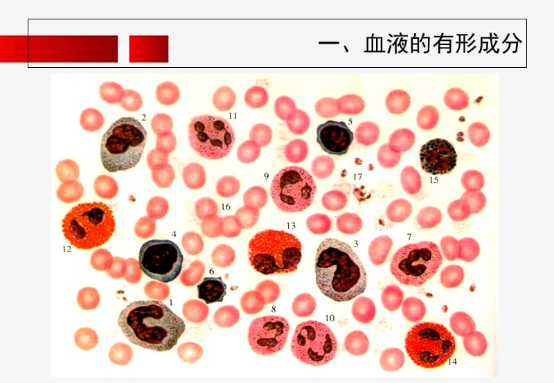 05-血液和淋巴-授课用-文档资料.ppt_第3页