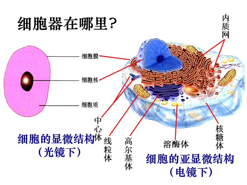 人教版教学课件细胞的结构2(细胞质和细胞核部分)-精选文档.ppt_第2页