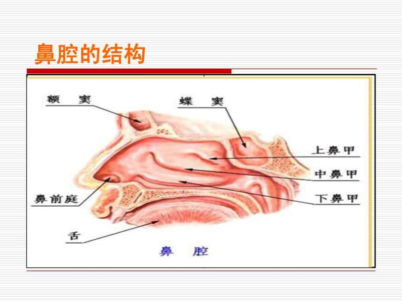 中药保健第四讲--过敏性鼻炎防治-精选文档.ppt_第2页