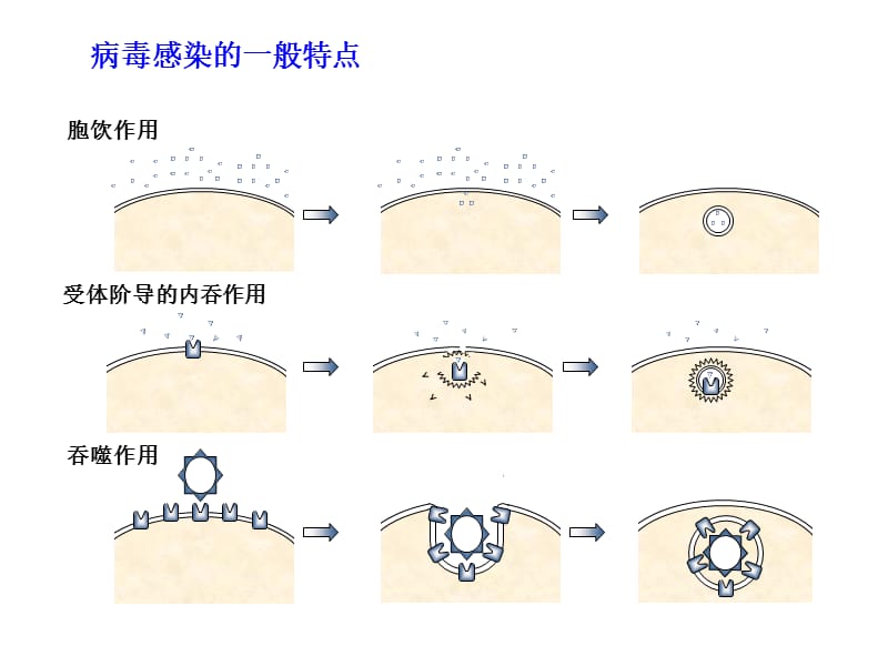 1-抗感染免疫-PPT课件.ppt_第2页