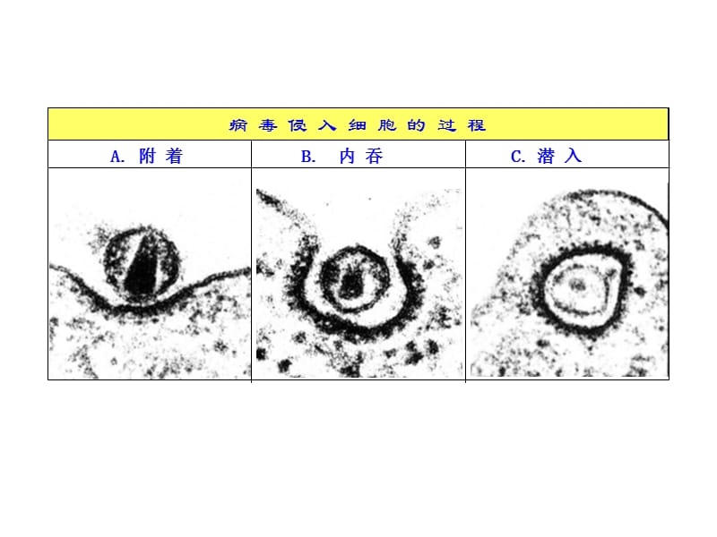 1-抗感染免疫-PPT课件.ppt_第3页