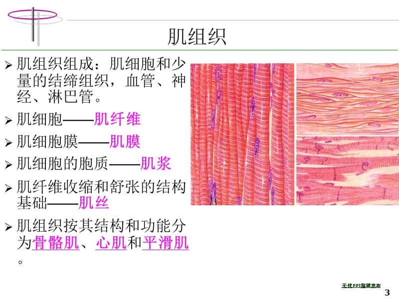 04肌组织神经组织-PPT课件.ppt_第3页