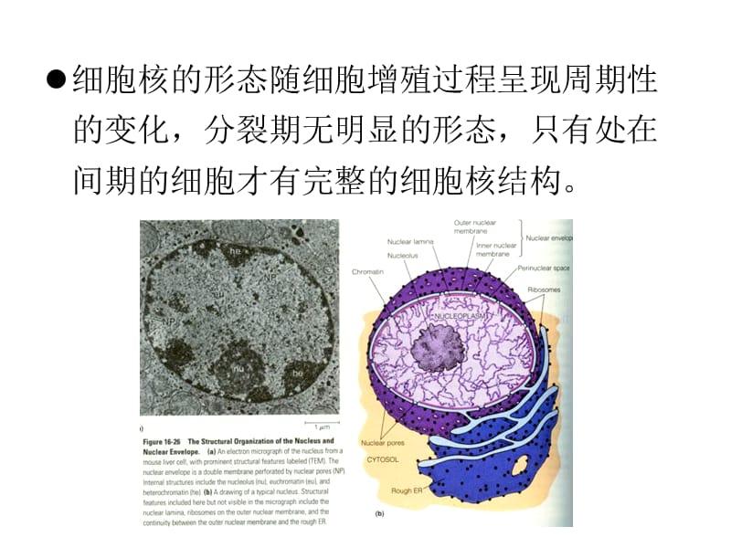 09-秋-13-细胞核-1-精选文档.ppt_第3页