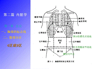 2018年运动解剖学 内脏-文档资料.ppt