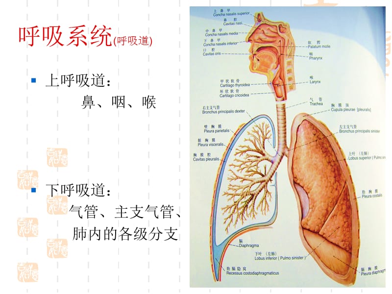 2018年呼吸系统解剖PPT课件-文档资料.ppt_第2页