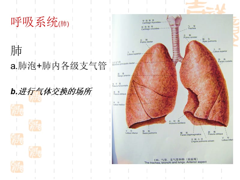 2018年呼吸系统解剖PPT课件-文档资料.ppt_第3页