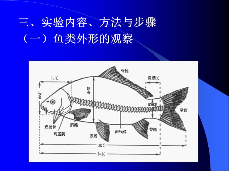 实验四鱼的形态观察与解剖-精选文档.ppt_第2页