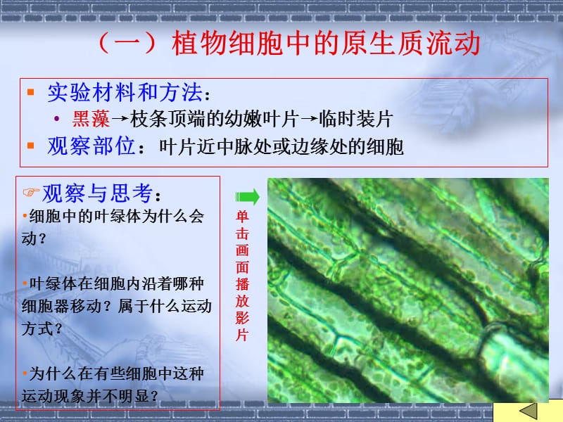 2018年实验1(细胞的基本结构)-文档资料.ppt_第1页