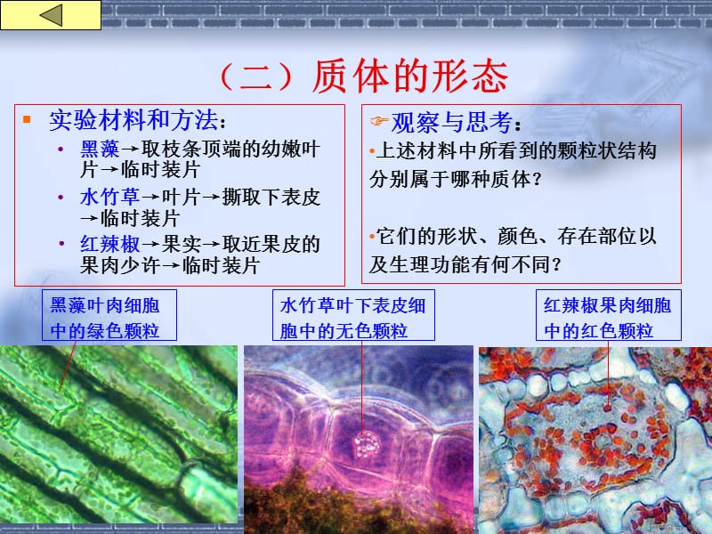 2018年实验1(细胞的基本结构)-文档资料.ppt_第3页