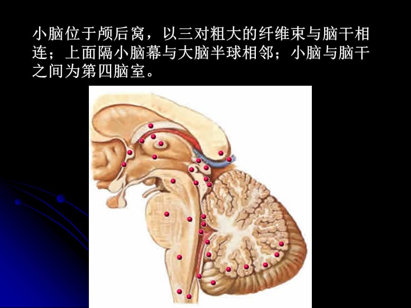 2018年小脑ceerebellumppt课件-文档资料.ppt_第1页