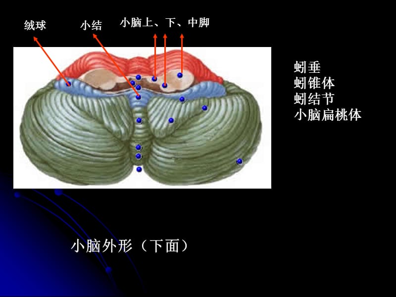 2018年小脑ceerebellumppt课件-文档资料.ppt_第3页