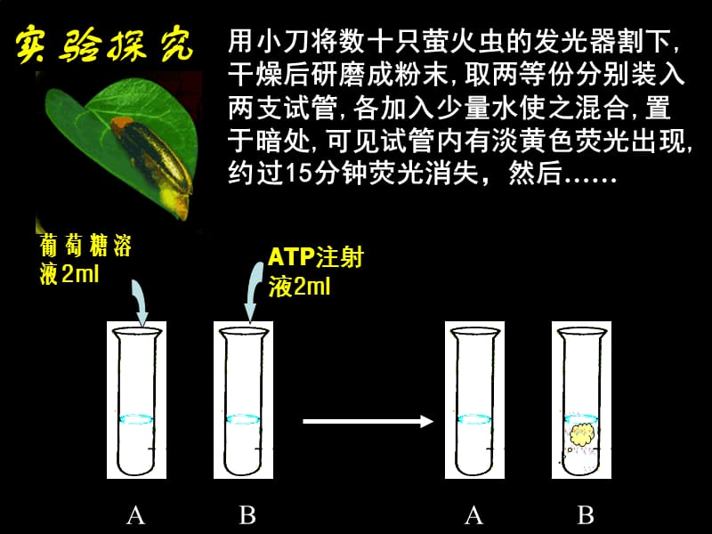 专题9 ATP+细胞呼吸-精选文档.ppt_第2页