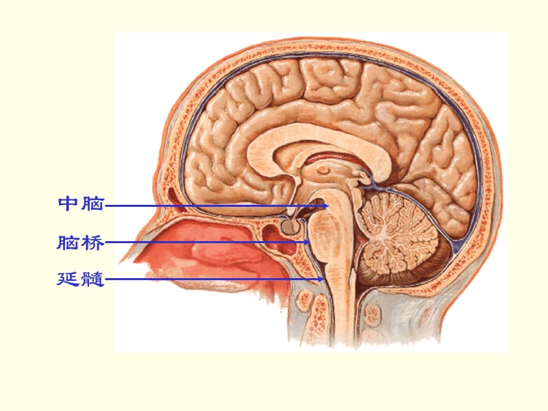 2018年脑干Brin stem课件-文档资料.ppt_第2页