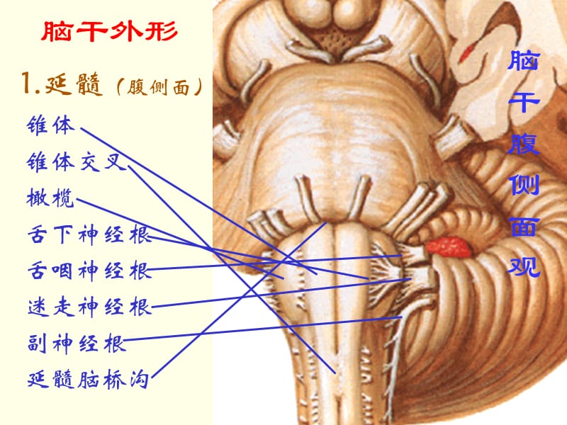 2018年脑干Brin stem课件-文档资料.ppt_第3页