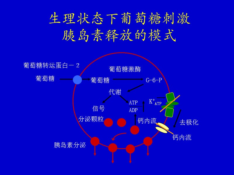 口服降糖药的临床应用-精选文档.ppt_第3页