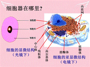 广东省东莞市塘厦水霖学校高中部高中生物 3.2《细胞器-系统内的分工合作》课件 新人教版必修-文档资料.ppt