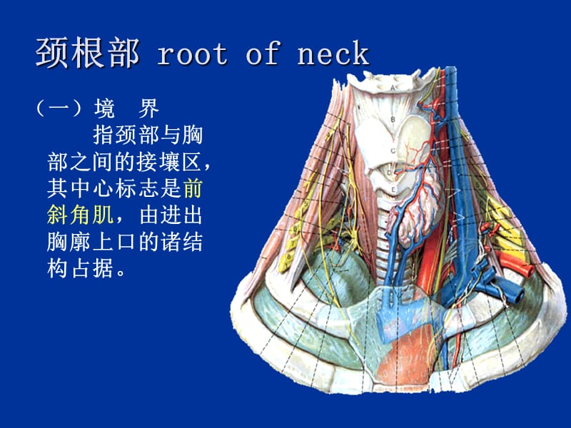 局部剖学 颈部-文档资料.ppt_第1页