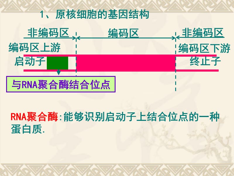 2018年原核细胞的基因结构-文档资料.ppt_第1页