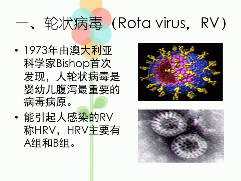 《人类轮状病毒》ppt课件-文档资料.ppt_第2页