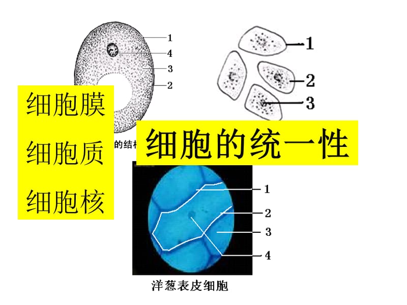 人教版教学课件第一章 第二节 细胞的多样性和统一性 上学期-文档资料.ppt_第3页