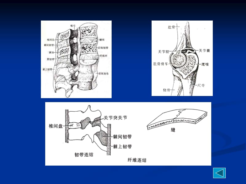 人体解剖学关节学.2011.9.12ppt课件-文档资料.ppt_第3页