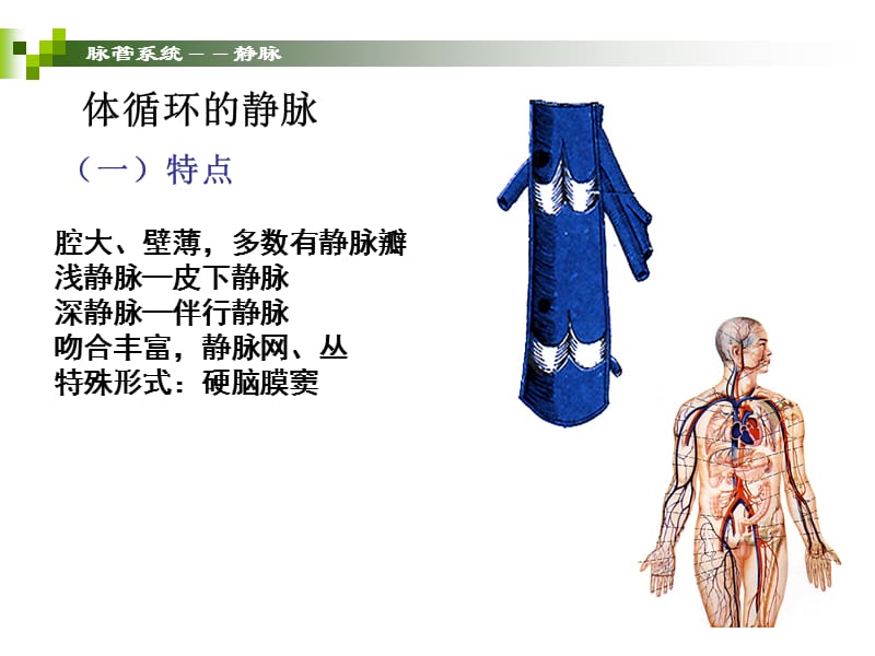 《静脉和淋巴》-精选文档.ppt_第1页