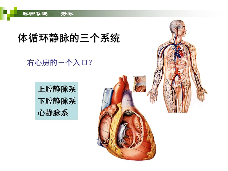 《静脉和淋巴》-精选文档.ppt_第3页