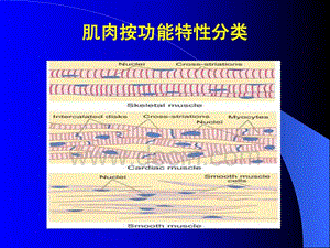 中国医科大学基础医学生理学PPT课件 第二章 第四节 肌细胞的收缩功能-精选文档.ppt