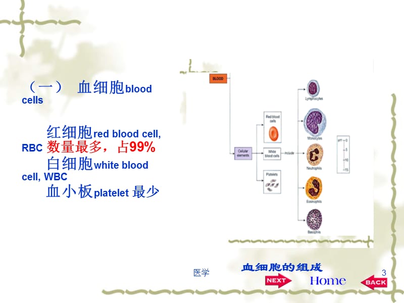 《生理学》血液》ppt课件-PPT文档.ppt_第3页