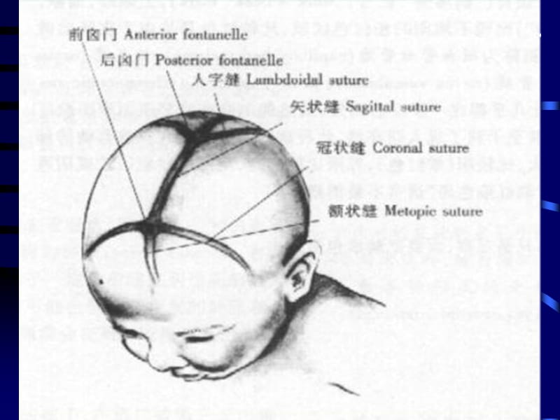 临床医学概论头颈部PPT-PPT文档.ppt_第1页