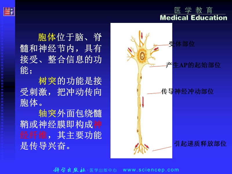 06-1,3,4神经系统生理学-PPT文档.ppt_第3页