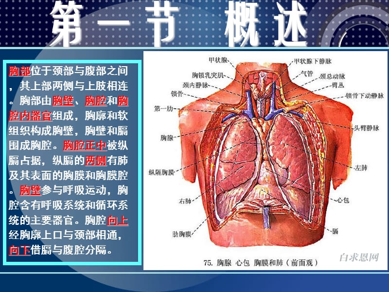 2018年人体断层解剖学-胸部断层解剖PPT课件-文档资料.ppt_第3页