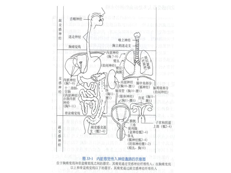 2018年神经统对内脏活动 PowerPoint 演示文稿-文档资料.ppt_第1页