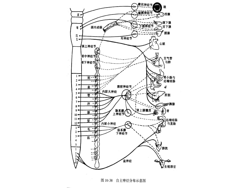 2018年神经统对内脏活动 PowerPoint 演示文稿-文档资料.ppt_第2页