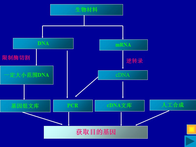 人教版教学课件福建省16次年会报告课件《基因工程和细胞工程》-PPT文档.ppt_第2页