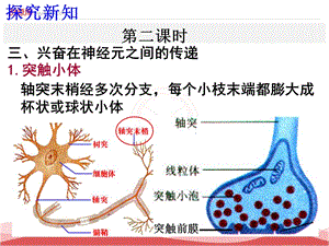 人教版生物必修三课件：第2章 第1节 通过神经系统的调节 第2课时-文档资料.ppt