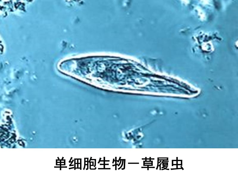 人教版教学课件生物：1.1《细胞生活的环境》课件(新人教必修3)-文档资料.ppt_第3页