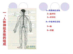 人教版教学课件安徽省滁州二中2012-2013学年高二生物《21通过神经系统的调节》课件(人教版必修3)-文档资料.ppt