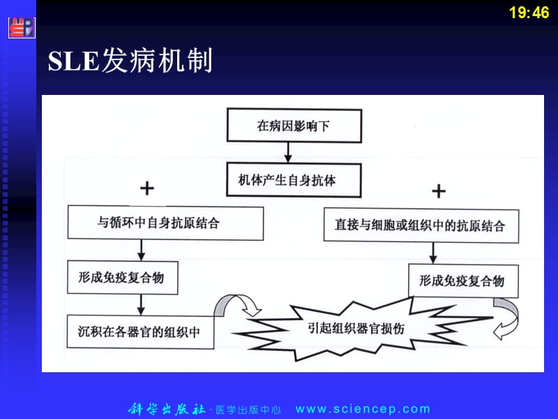 2018年风湿第节 系统性红斑狼疮-文档资料.ppt_第3页