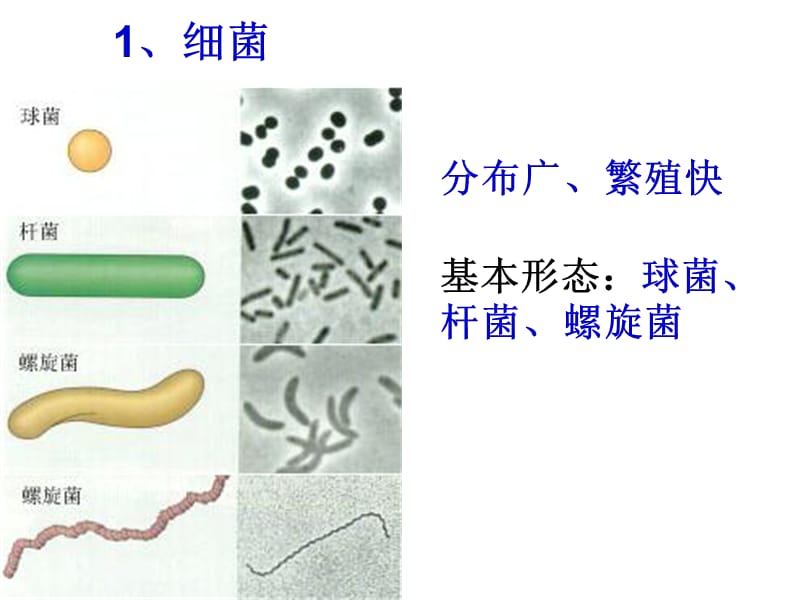 03-单细胞生物及非细胞病原-PPT课件.ppt_第2页