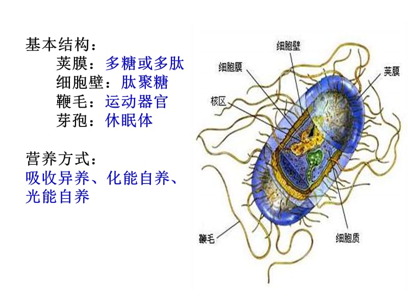 03-单细胞生物及非细胞病原-PPT课件.ppt_第3页