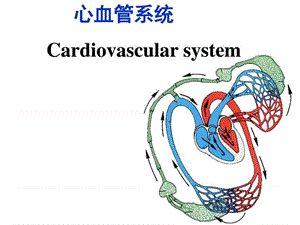 《心脏解剖与发生》PPT课件-精选文档.ppt