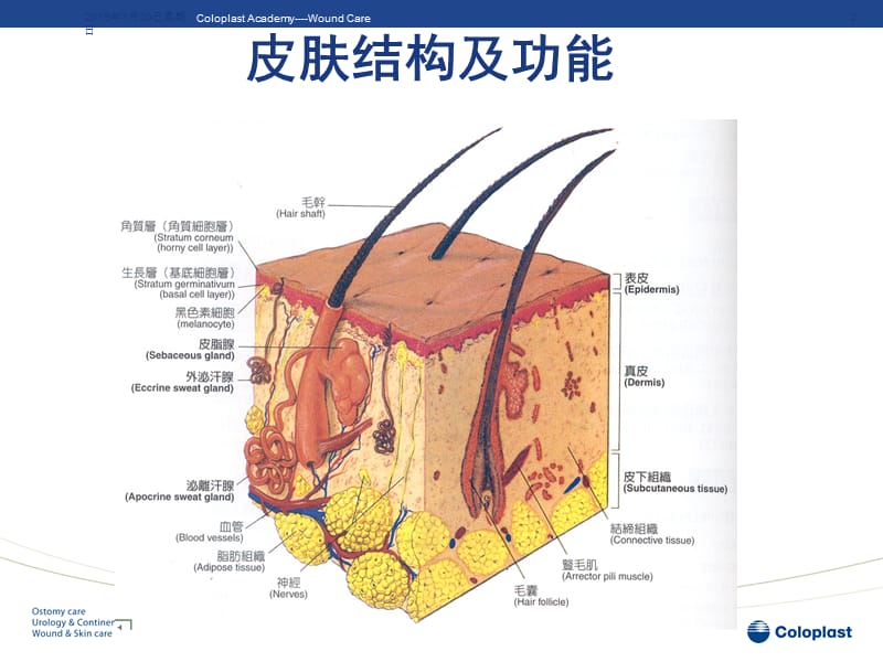 伤口基础理论知识ppt课件-文档资料.ppt_第2页