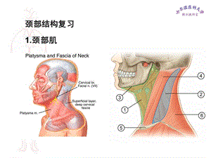 局部解剖学件颈部-文档资料.ppt