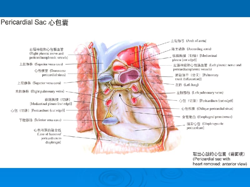 心前持续疼痛4小时-文档资料.ppt_第2页