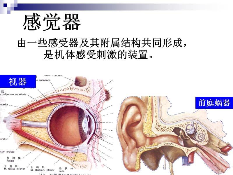 《解剖之感觉器》-文档资料.ppt_第2页