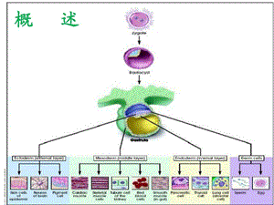2018年胚胎发育的细胞增殖和分化-文档资料.ppt